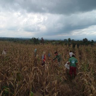Wujudkan Ketahanan Pangan, Babinsa Bantu Panen Jagung bersama Warga