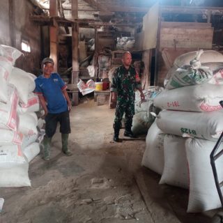 Cek Stok Gabah Dan Beras Babinsa Koramil 01 Sumbul Serda Jasa Ranto Simamora Sambangi Kilang Padi 