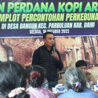 Karang Taruna Sumut dan Pemkab Dairi Panen Perdana Kopi Arabika di Demplot Percontohan Desa Bangun