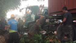 Supir Truk Trailer Tewas Tertimpa Pohon Tumbang di Jalinsum Tebing Tinggi