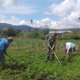Babinsa Koramil 07 Salak Dampingi Petani Membersihkan Tanaman Kacang