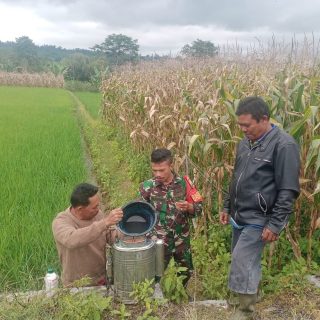 Babinsa Koramil 01 Sumbul Bantu Petani Menyemprot Tanaman Jagung Agar Terhindar Dari Hama