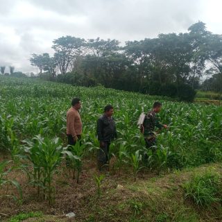 Bantu Petani Atasi Hama ,Babinsa Koramil 01 Sumbul Semprot Lahan Jagung Warga Di Wilayah Binaan.
