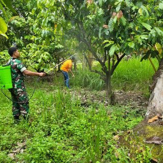 Babinsa Koramil 05 Tanah Pinem Mendampingi Petani Melaksanakan Kegiatan Penyemprotan Hama Coklat