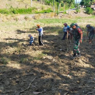 Babinsa koramil 05 Tanah Pinem Bantu Masyarakat Kuta Buluh Menanam Jagung