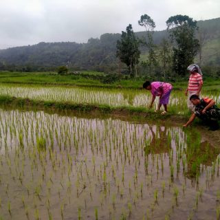 Babinsa Koramil 01 Sumbul Cek Lahan Pertanian Warga Binaan