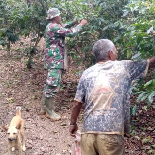 Bersama Warga Binaan,Babinsa Koramil 05 Tanah Pinem Ikut Panen Hasil Pertanian&nbsp;