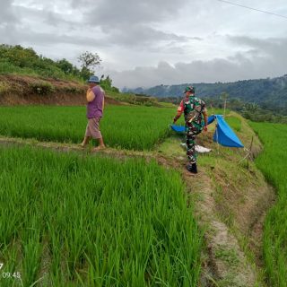 Babinsa Koramil 01 Sumbul Komsos Dengan Petani Padi