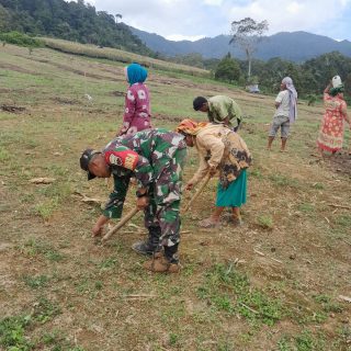Dukung Ketahanan Pangan,Babinsa Koramil 05 Tanah Pinem Bantu Warga Menanam Jagung