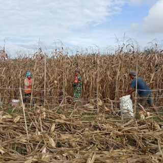 Dukung Ketahanan Pangan,Babinsa Koramil 05 Tanah Pinem Bantu Petani Panen Jagung