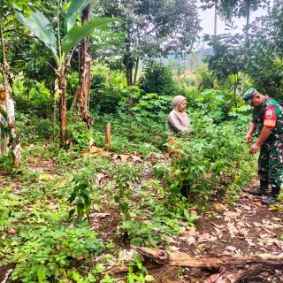Babinsa Koramil 05 Tanah Pinem Bantu Warga Panen Cabai