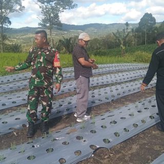 Babinsa Koramil 06 Kerajaan,Bantu Warga Bersihkan Tanaman Bawang Di Kampung Pancasila Desa Tinada