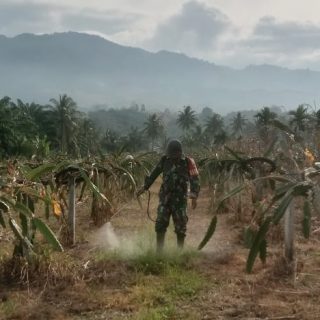 Babinsa Koramil 05 Tanah Pinem Bantu Warga Dalam Penyemprotan Gulma