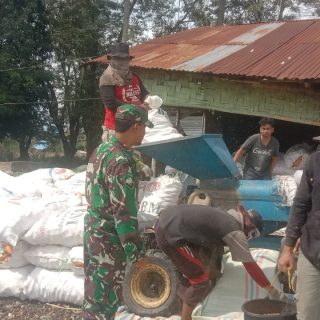 Wujudkan Ketahanan Pangan,Babinsa Koramil 05 Tanah Pinem Dampingi Petani Lakukan Perontokan Jagung