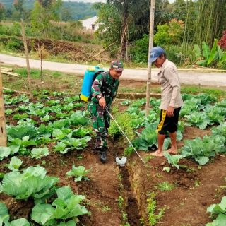 Babinsa Koramil 01 Sumbul Lakukan Pendampingan Peyemprotan Tanaman Kol