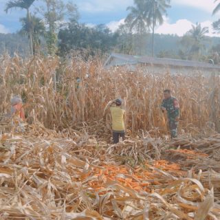 Wujudkan Ketahanan Pangan,Babinsa Koramil 05 Tanah Pinem Dampingi Petani Panen Jagung