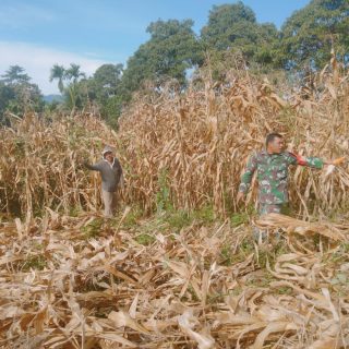 Wujudkan Ketahanan Pangan,Babinsa Koramil 05 Tanah Dampingi Panen Jagung .