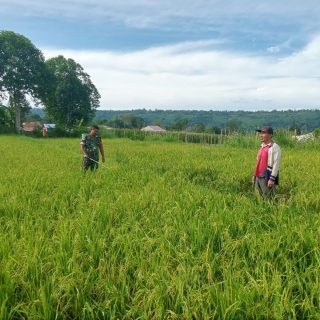 Babinsa Koramil 01 Sumbul Bantu Petani Dalam Penyemprotan Hama