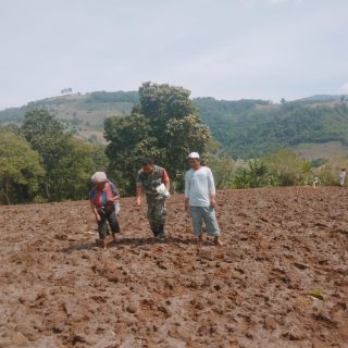 Wujudkan Ketahanan Pangan,Babinsa Koramil 05 Tanah Pinem Dampingi Petani Menanam Jagung