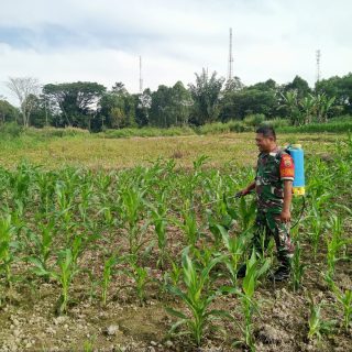 Dukung Ketahanan Pangan,Babinsa Koramil 01 Sumbul Dampingi Petani Dalam Penyemprotan Hama