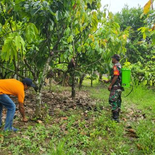 Dukung Ketahanan Pangan,Babinsa Bantu Petani Dalam Penyemprotan Hama Coklat