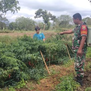 Antisipasi penularan Hama Babinsa bantu petani penyemprotan tanaman Cabe