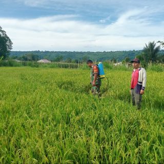 Wujud Kepedulian Kepada Petani Babinsa Koramil 01 Sumbul Bantu Semprot Hama Padi