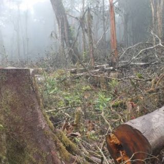 Perambahan Hutan Ilegal Marak Di Desa Laksa,Oknum Kepala Desa Diduga Pura Pura Buta