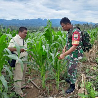 Babinsa Koramil 05 Tanah Pinem Monitoring Lahan Jagung Warga Binaan