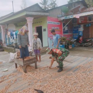 Babinsa Koramil 05 Tanah Pinem Bantu Petani Menjemur Buah Coklat