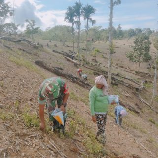 Sukseskan Ketahanan Pangan,Babinsa Bantu Petani Tanam Jagung
