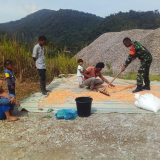 Dukung ketahanan Pangan,Babinsa Koramil 03 Parongil Bantu Petani Menjemur Jagung