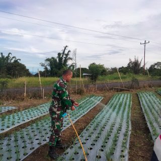 Dampingi petani Babinsa cek pertumbuhan tanaman bawang merah