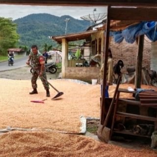 Pasca Panen,Babinsa Koramil 06 Kerajaan Bantu Petani Menjemur Jagung