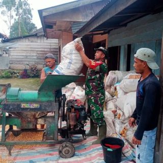 Wujud Kebersamaan Babinsa Koramil 01 Sumbul Bantu Petani Giling Jagung