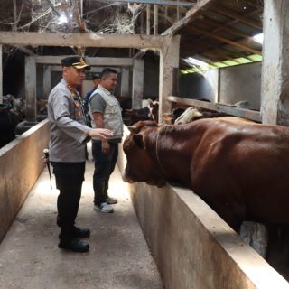 Jelang Hari Raya Idul Adha, Kapolres Dairi Sidak Perternakan Hewan Sapi Antisipasi Virus PMK