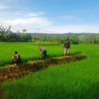 Dukung Ketahanan Pangan,Babinsa Dampingi Petani Cek Pertumbuhan Padi
