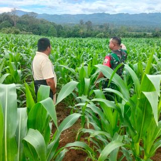 Dukung Ketahanan Pangan Di Desa Binaan,Babinsa Pantau Pertumbuhan Tanaman Jagung