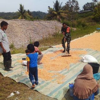 Pasca Panen,Babinsa Bantu Petani Menjemur Jagung Warga Desa Binaan