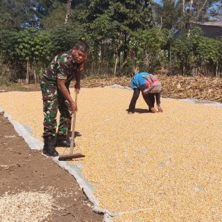 Pasca Panen,Babinsa Koramil 03 Parongil Bantu Petani Menjemur Jagung