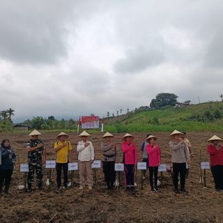 Sambut Hut Bhayangkara,Kodim 0206 Dan Polres Pakpak Bharat Tanam Jagung Bersama