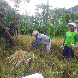 Wujud Kedekatan Warga Binaan,Babinsa Bantu Petani Panen Padi