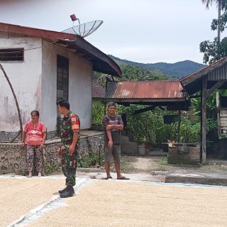 Cek Ketahanan Pangan Di Wilayah Binaan,Babinsa Pantau Stok Padi Sekaligus Komsos 