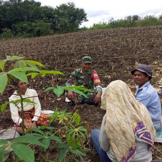 Babinsa Koramil 03 Parongil Giat Komsos Dengan Kelompok Tani