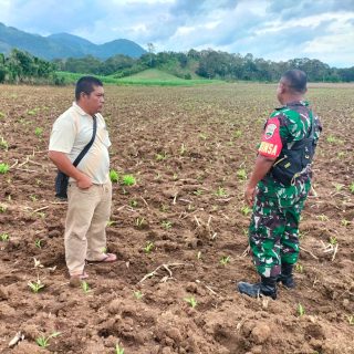 Guna Mensukseskan Program Ketahanan Pangan,Babinsa Koramil 05 Tanah Pinem ,Monitoring Tanaman Jagung Warga Binaan