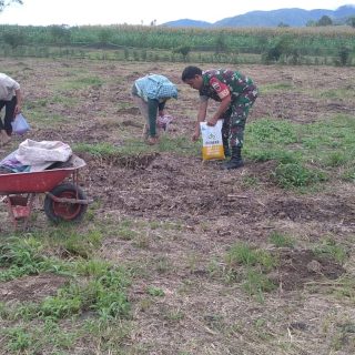 Dukung Swasembada Pangan..!! Babinsa Bantu Petani Menanam Jagung