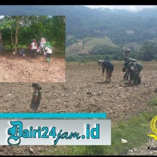 Menjaga Ketahanan Pangan, Babinsa Koramil 05 Tanah Pinem Bantu Warga Tanam Jagung.