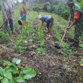 Babinsa Koramil 03 Parongil Bantu Petani Bersihkan Ladang Tanaman Jagung 