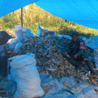 Wujudkan Ketahanan Pangan,Babinsa Bantu Petani Mengupas Jagung