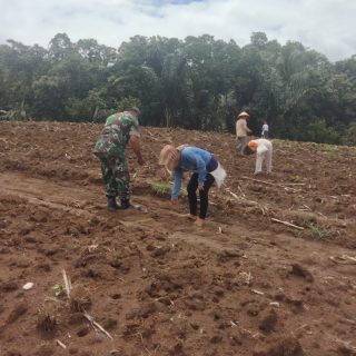 Tinggkatkan Program Ketahanan Pangan ,Babinsa Koramil 05  Bantu Warga Tanam Jagung Di Desa Binaan.